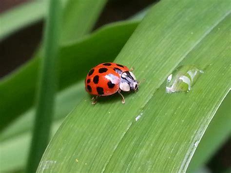 ladybug