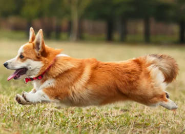 corgi.jpg