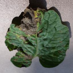 Tomato_Early_blight