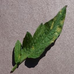 Tomato_Leaf_Mold