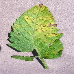 Tomato_Septoria_leaf_spot