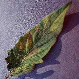 Tomato_Leaf_Mold