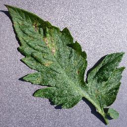 Tomato_Septoria_leaf_spot