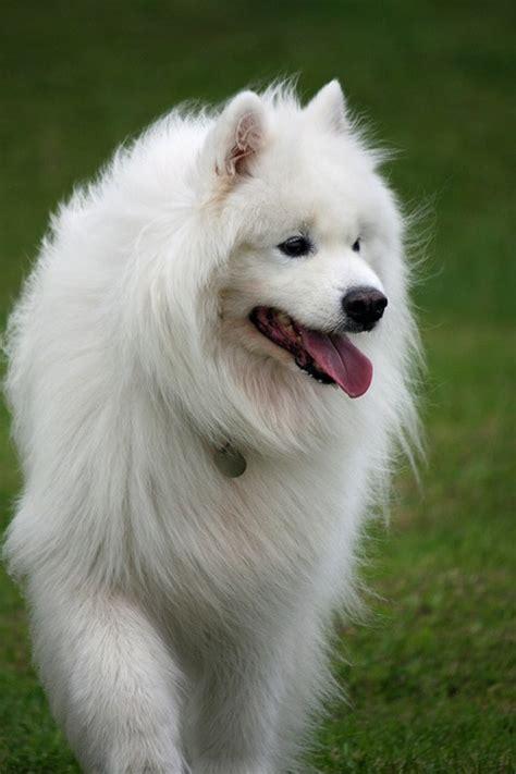 samoyed