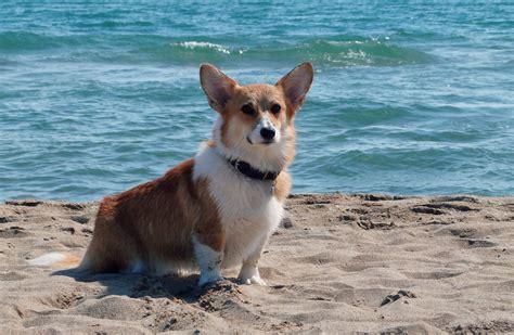 corgi