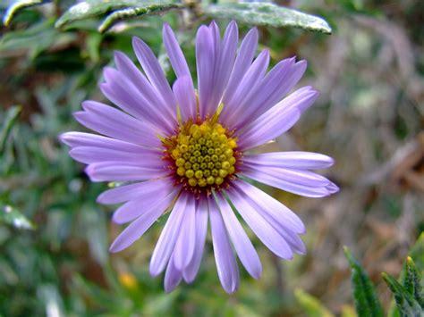 aster