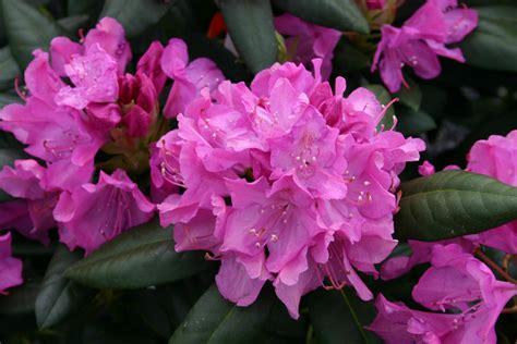 azalea