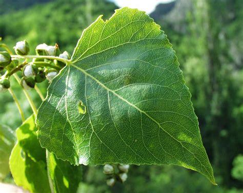 black_poplar