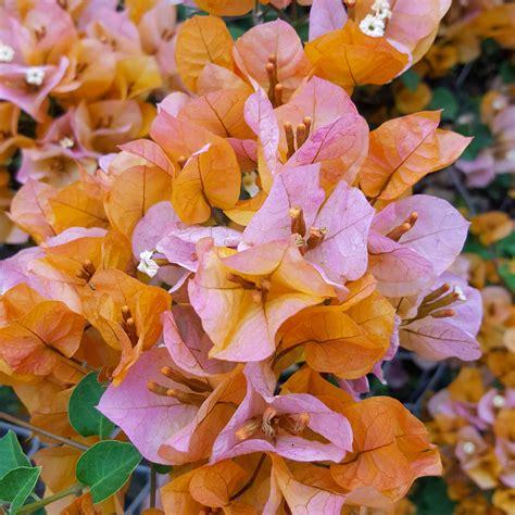 bougainvillea