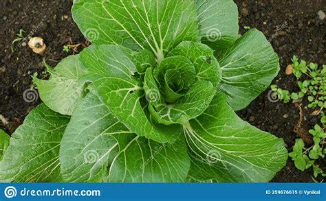 cabbage