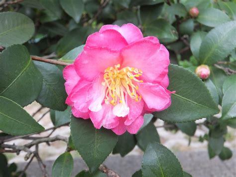 camellia