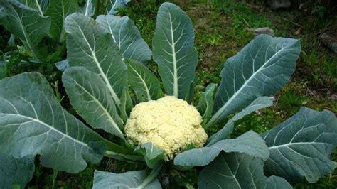 cauliflower