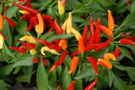 chili_pepper