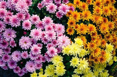 chrysanthemum