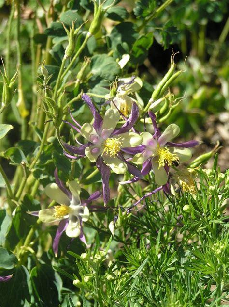 columbine