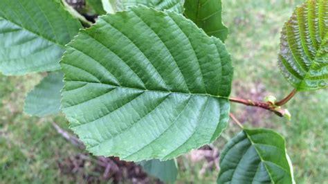 common_alder