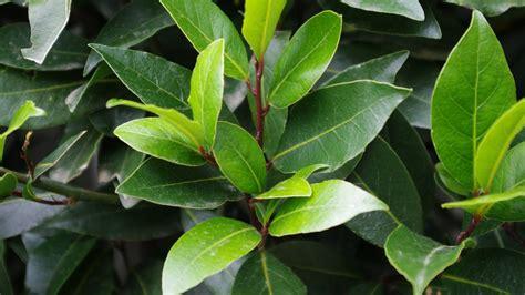 common_laurel