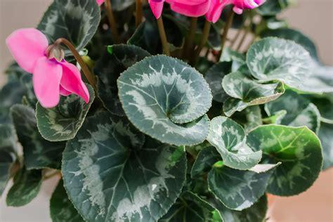 cyclamen