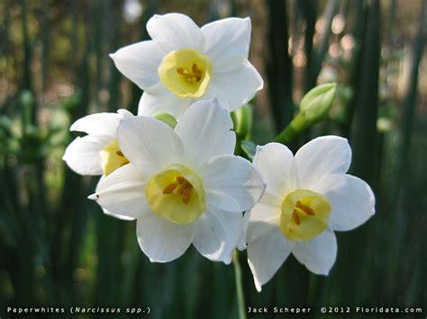 daffodil