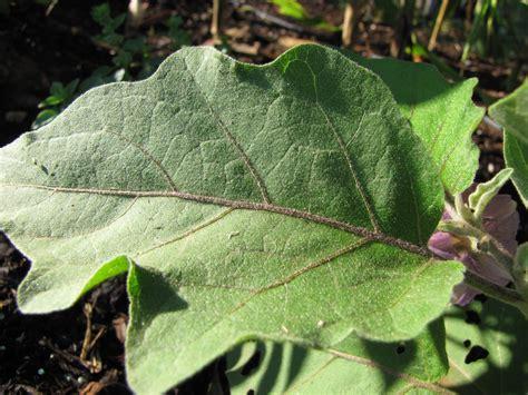 eggplant