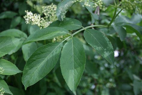 elderberry