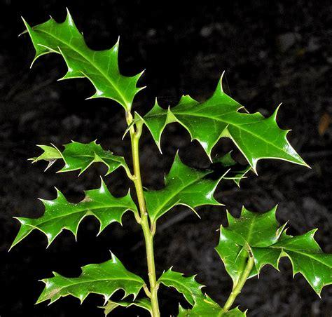 european_holly