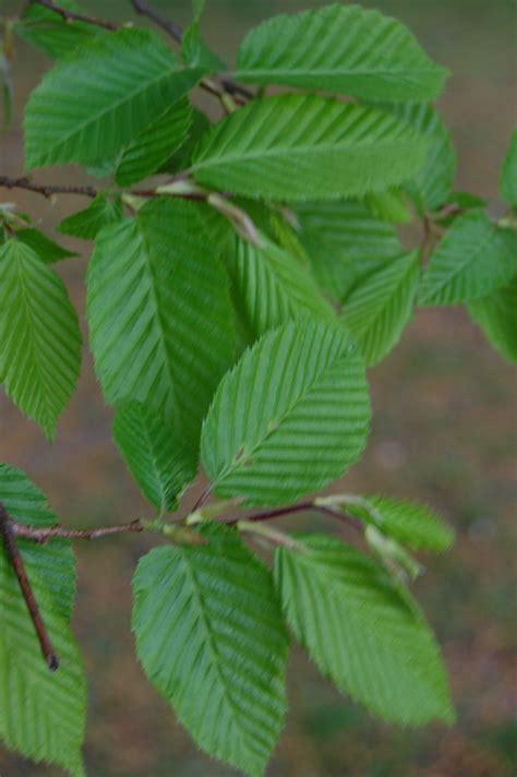 european_hornbeam