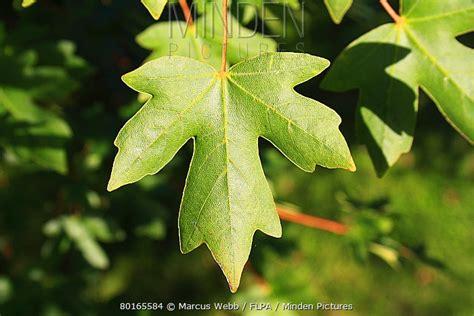 field_maple