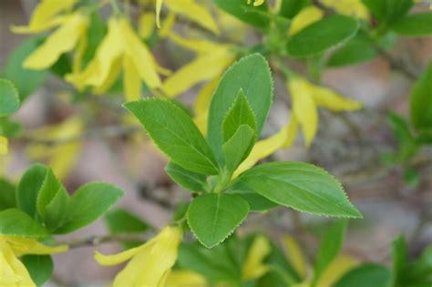 forsythia