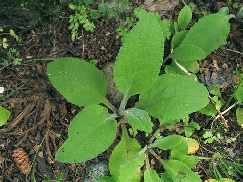 foxglove