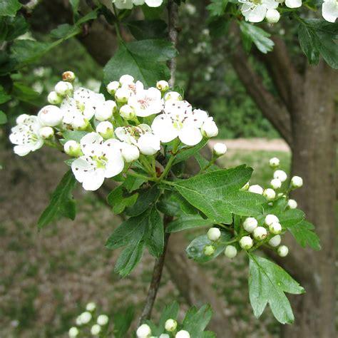 hawthorn