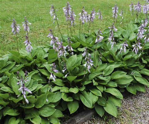 hosta