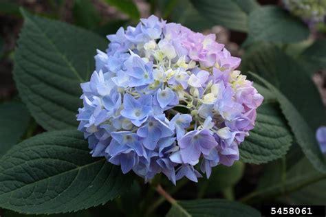 hydrangea