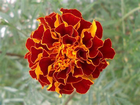 marigold