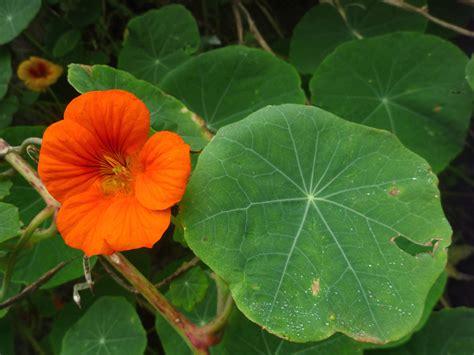 nasturtium