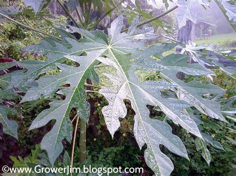 papaya