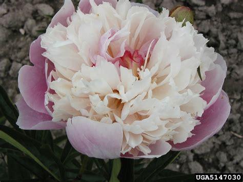 peony