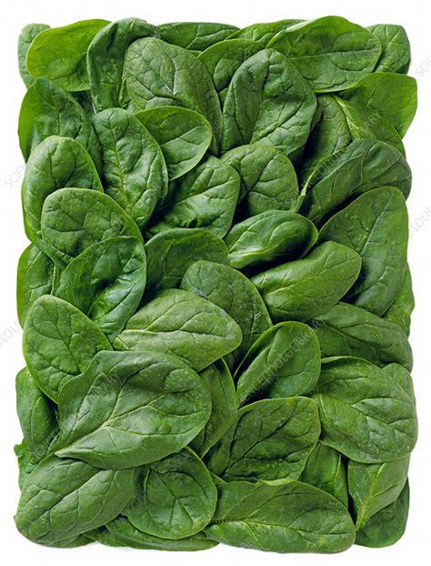 spinach