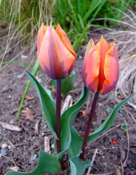 tulip