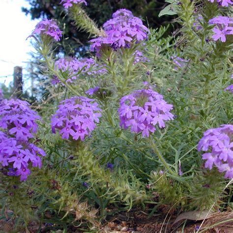 verbena