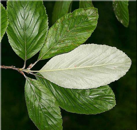 whitebeam