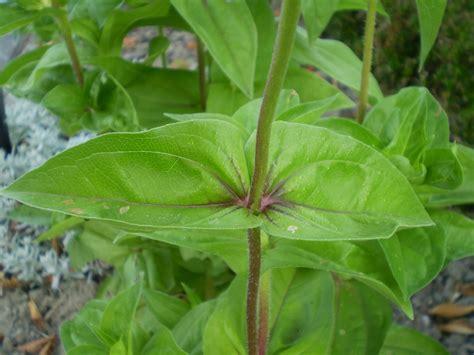 zinnia