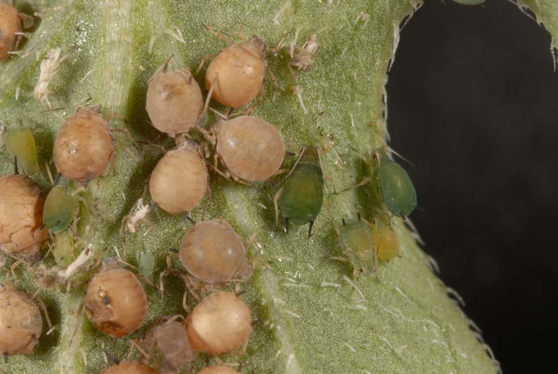 Cotton Aphid