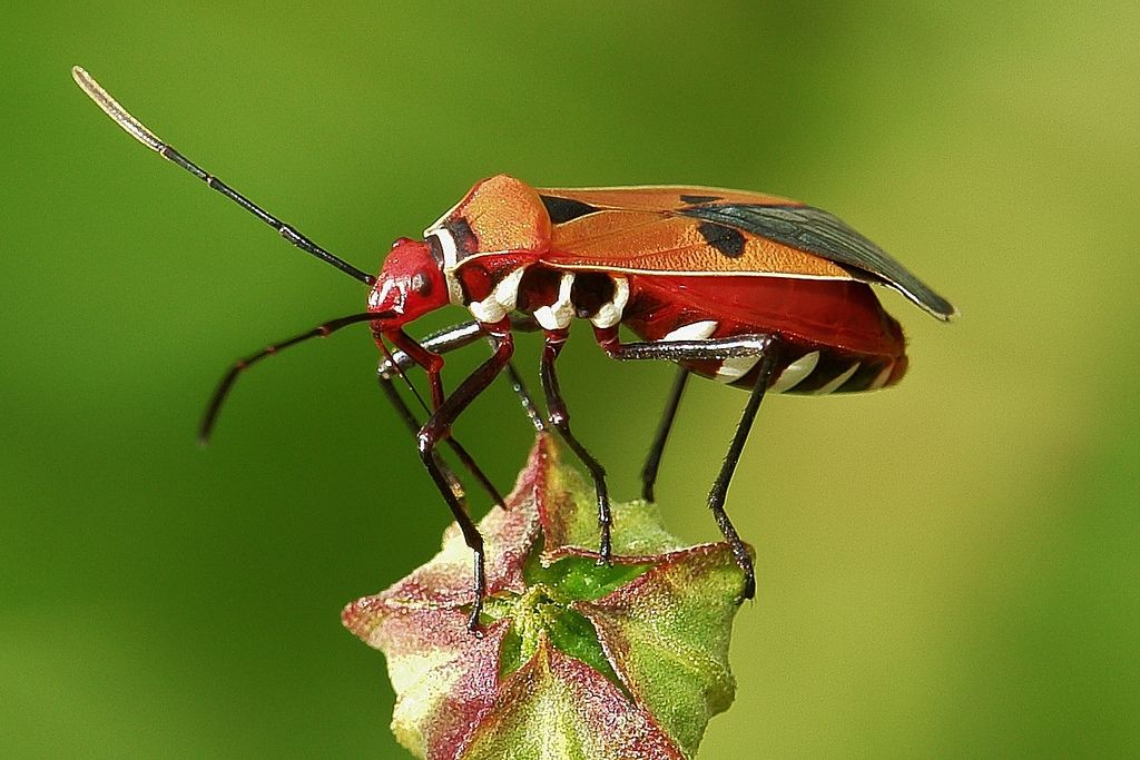 Red Cotton Bug