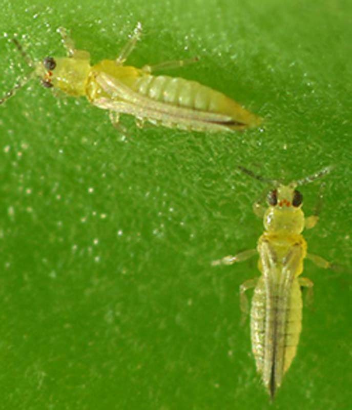 Thrips