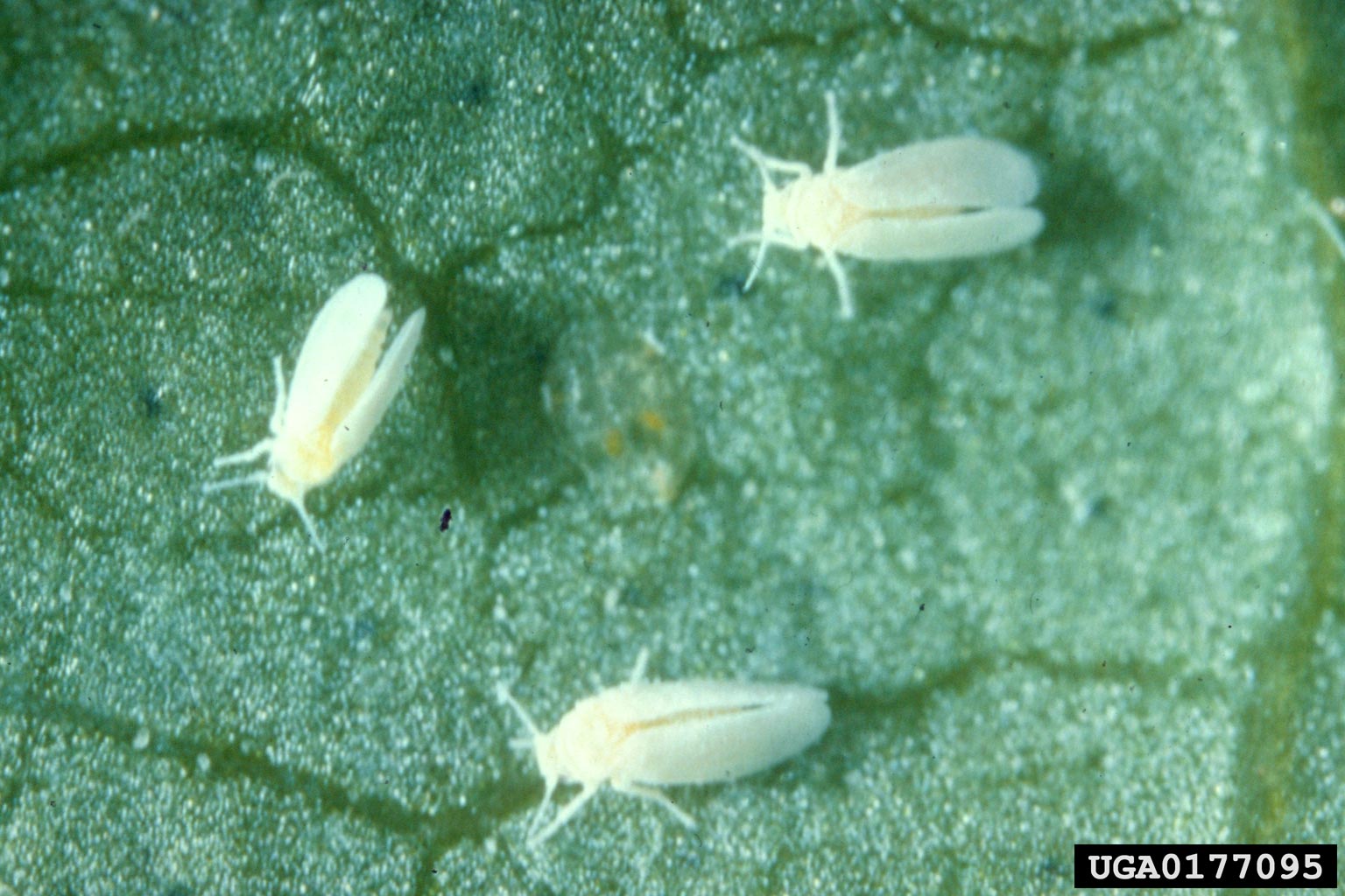 Whitefly