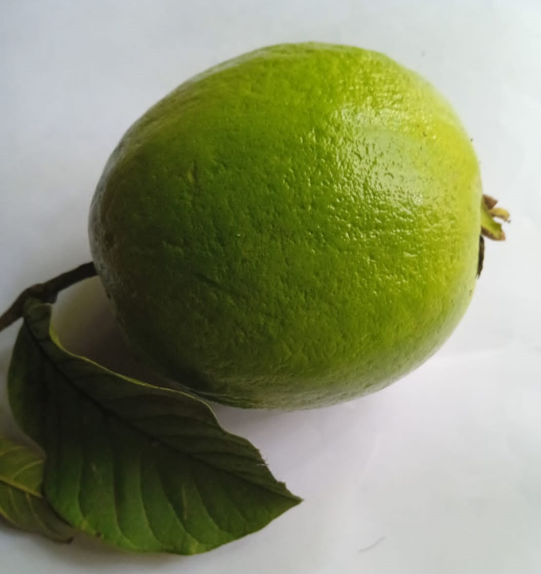 FreshGuava