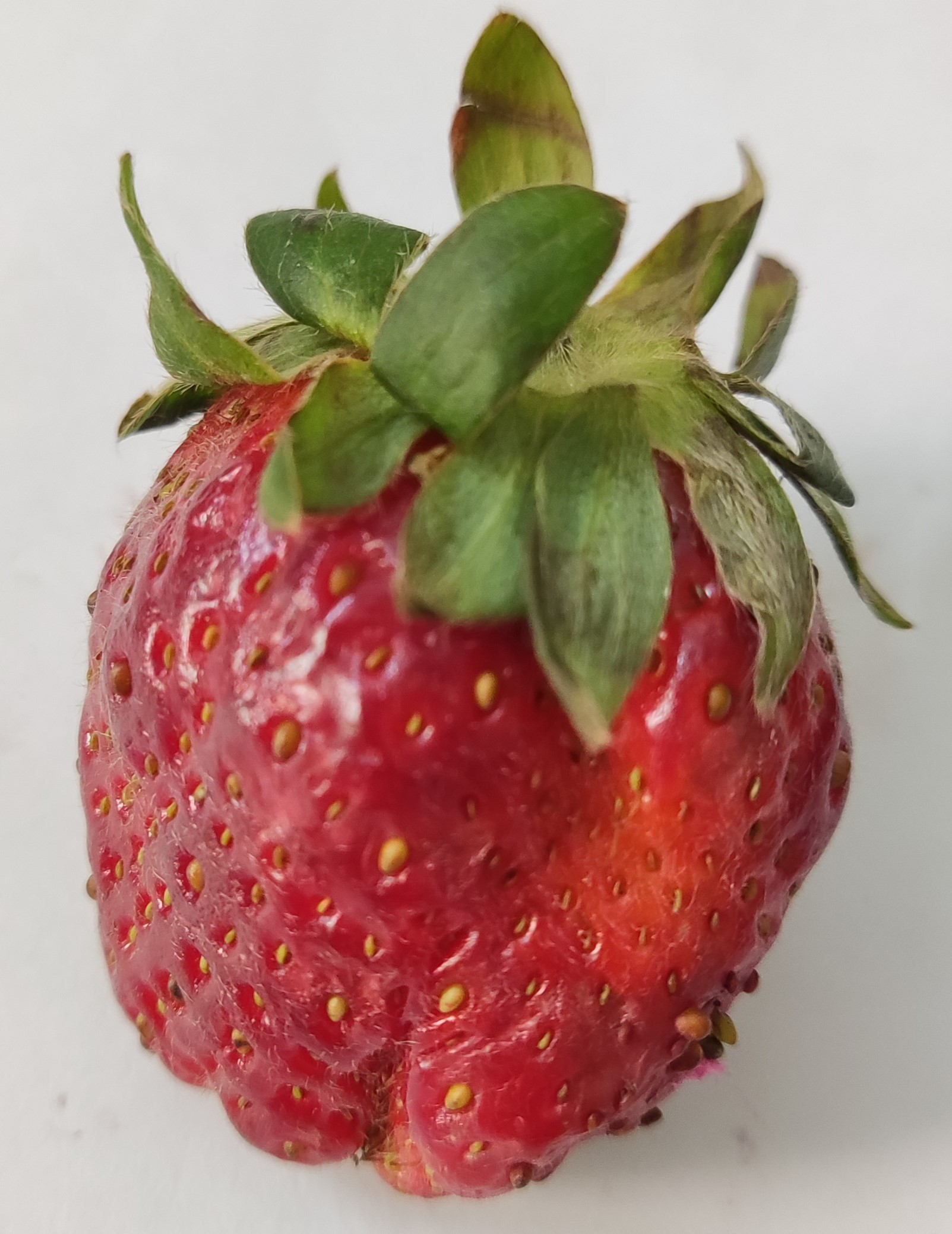 FreshStrawberry