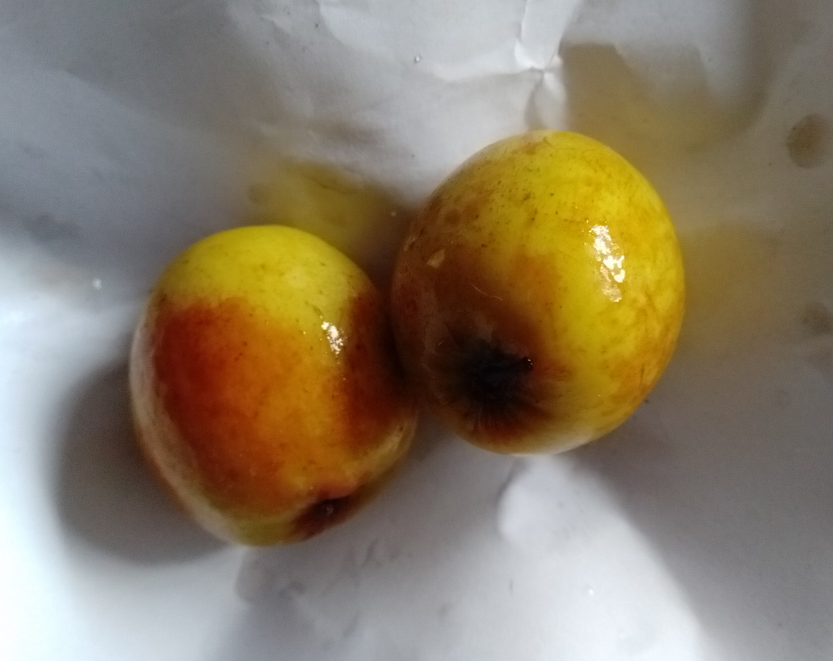 RottenJujube