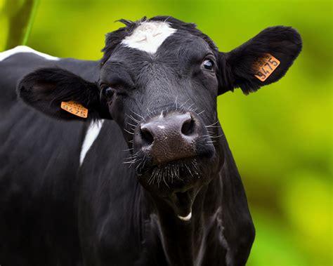 cow